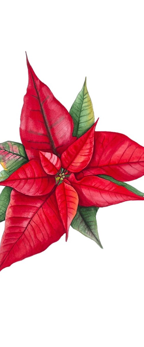 Poinsettia. by Nataliia Kupchyk