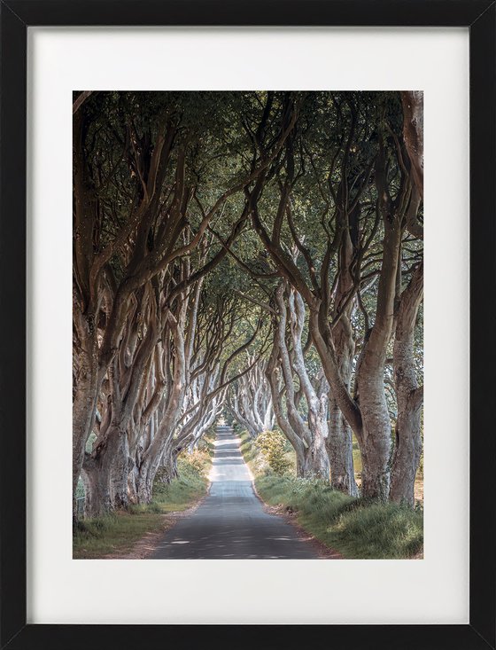 THE  FANTASTIC DARK HEDGES III