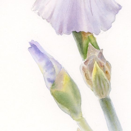 Iris, Soft Lavender