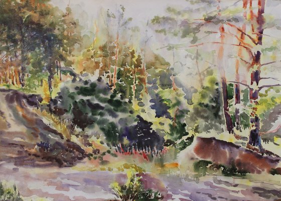 Pine forest
