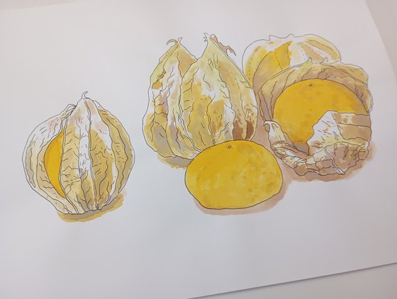 Physalis