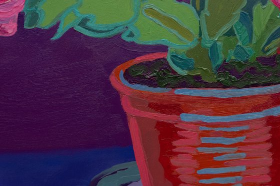 Holiday cactus