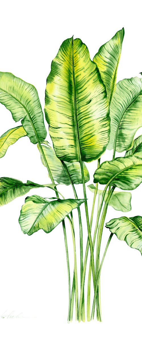 Banana Leaves by Olga Koelsch