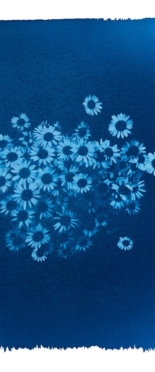 Daisies (cyanotype) by Ellie Dunlop