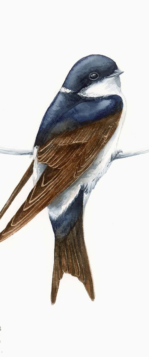 HOUSE MARTIN SWALLOW by Karolina Kijak
