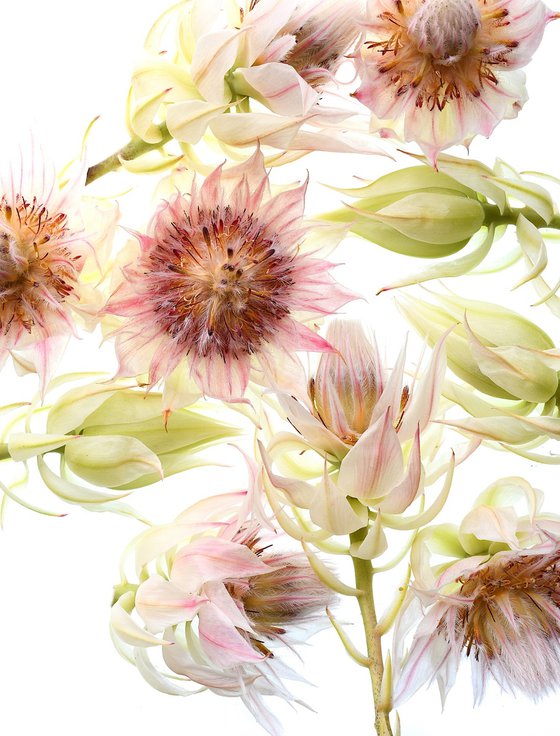 Blushing Bride Flowers