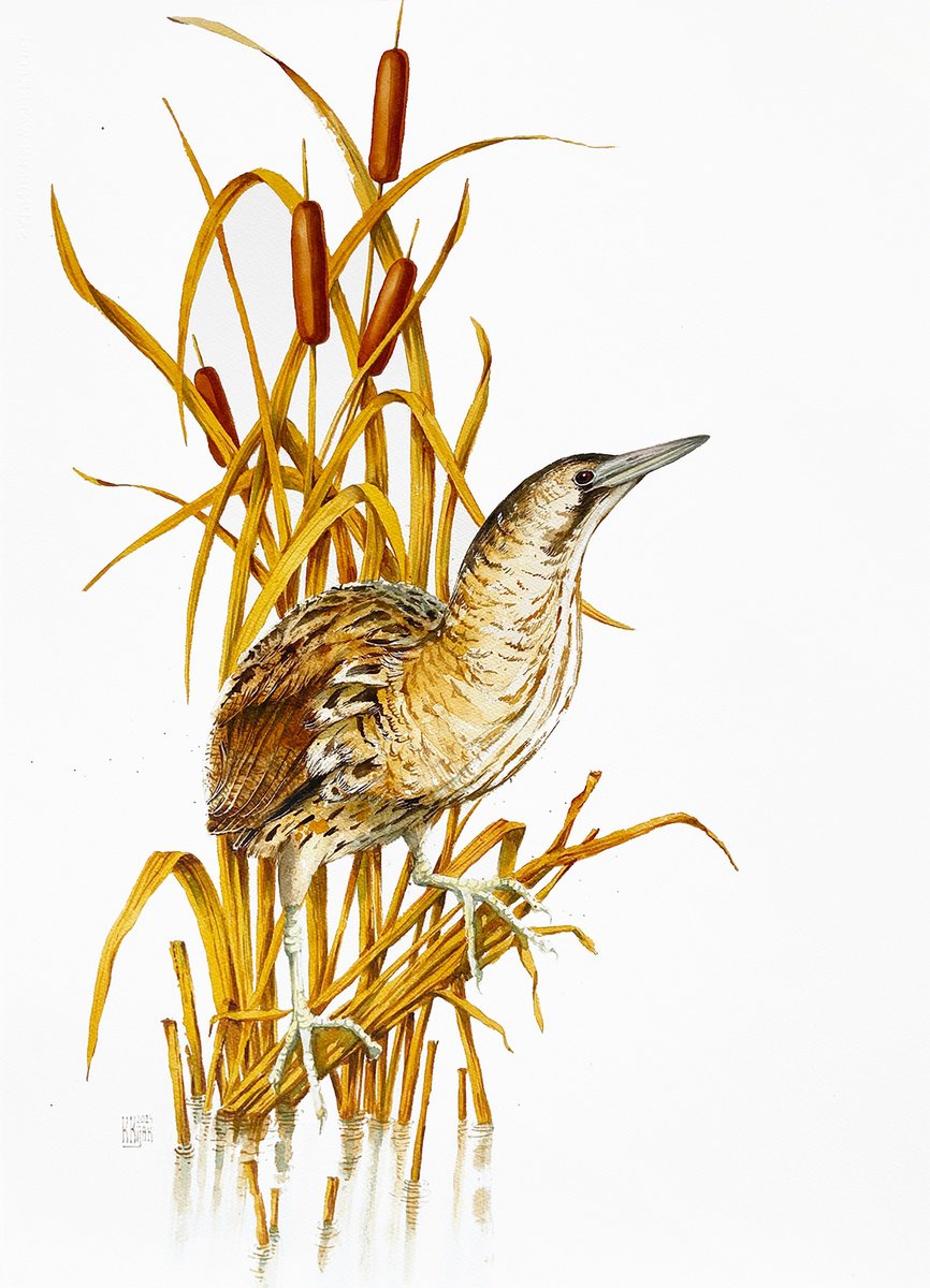 Eurasian bittern by Karolina Kijak