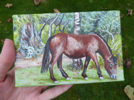 New Forest Pony, Bolderwood 1