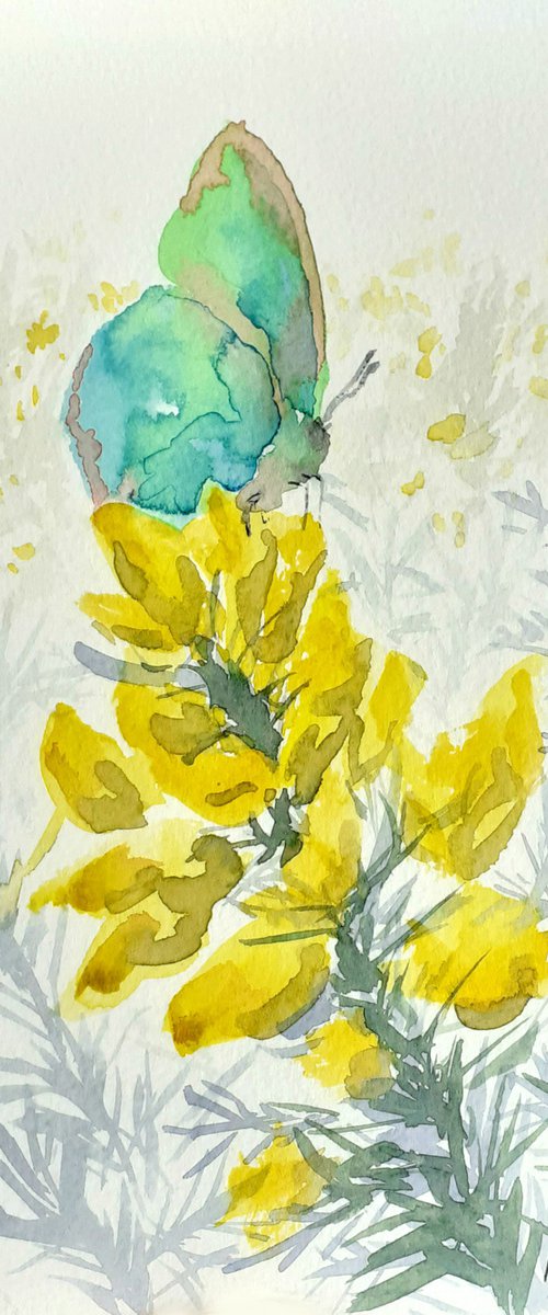 Green Hairstreak Butterfly on Gorse by Lisa Mann