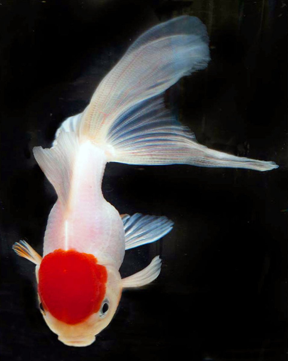 Photorealistic Animal Photograph By Michael Filonow, 26 X 32", Goldfish 1, Original Artwork