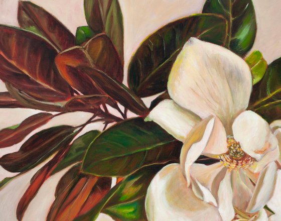 Magnolia Grandiflora