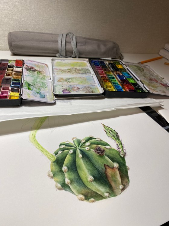 Echinopsis subdenudata watercolor botanical illustration