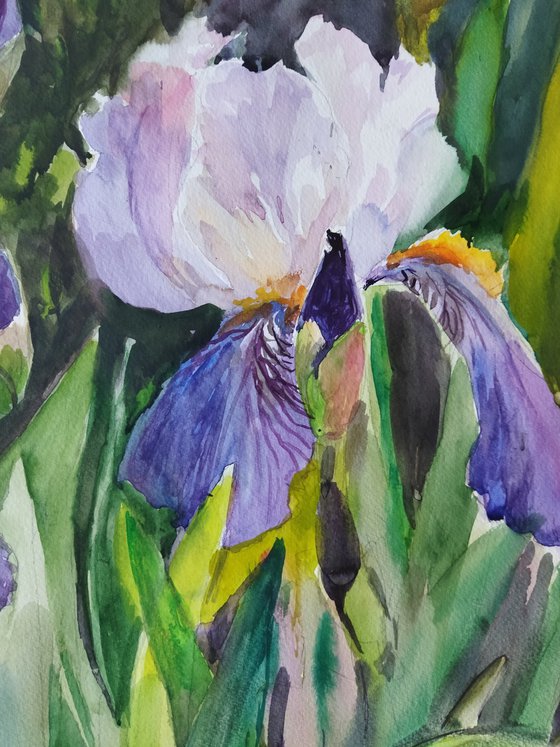 Charming irises