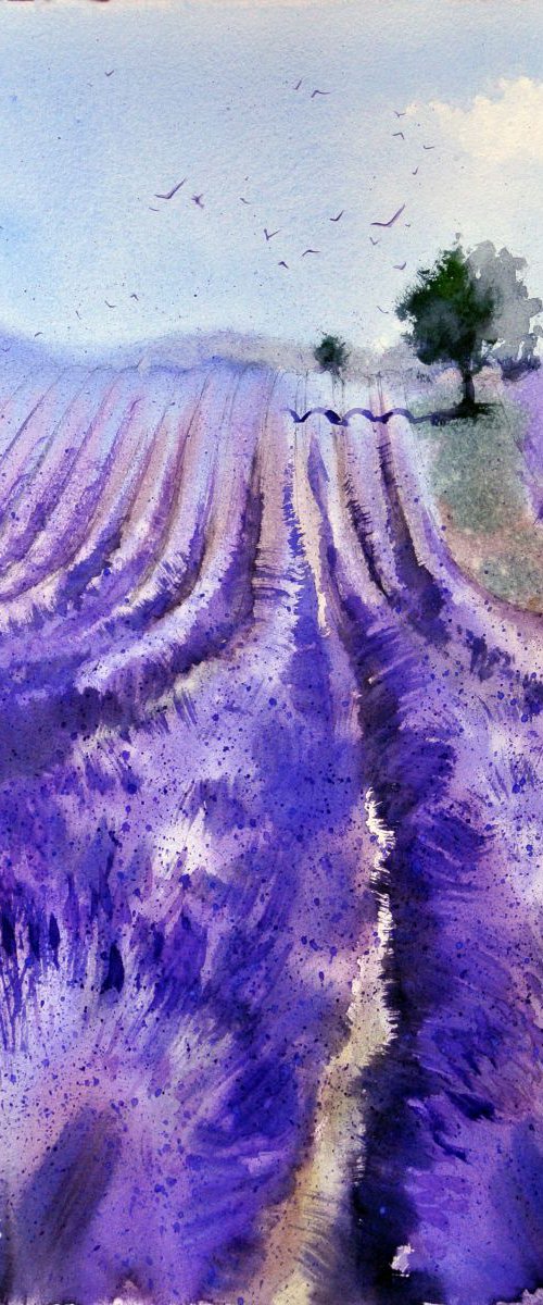 Plateau de Valensole 2 by Ksenia Astakhova