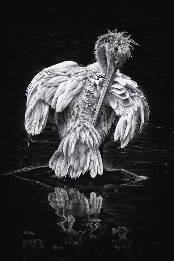 Reflecting Pelican