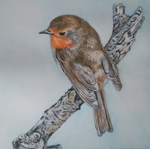Robin by Maureen  Crofts