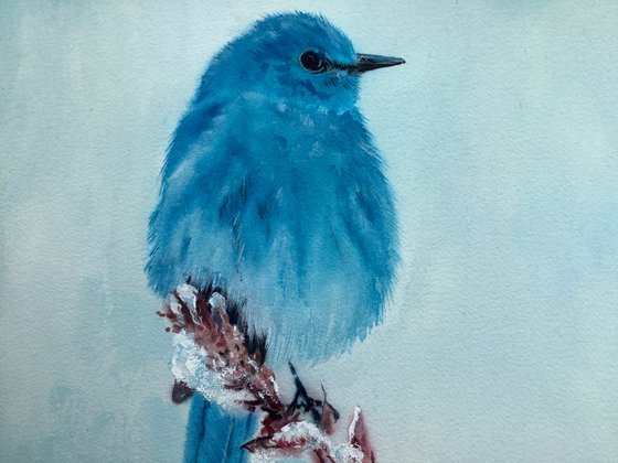 Mountain Bluebird