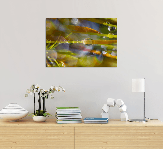 Mossy Dreamscapes - studio edition