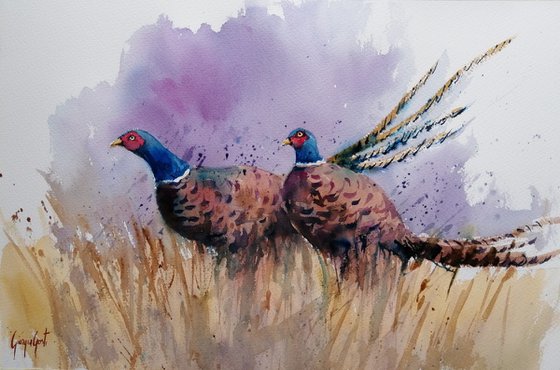 pheasant 3