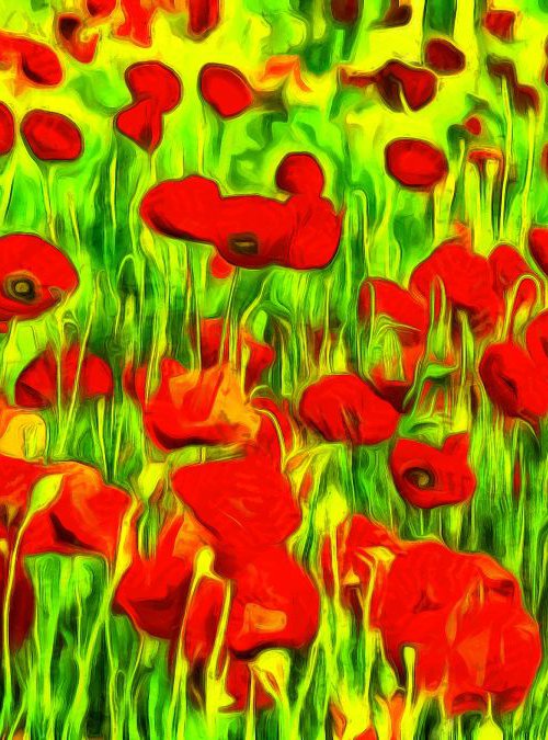 Poppies by Alistair Wells