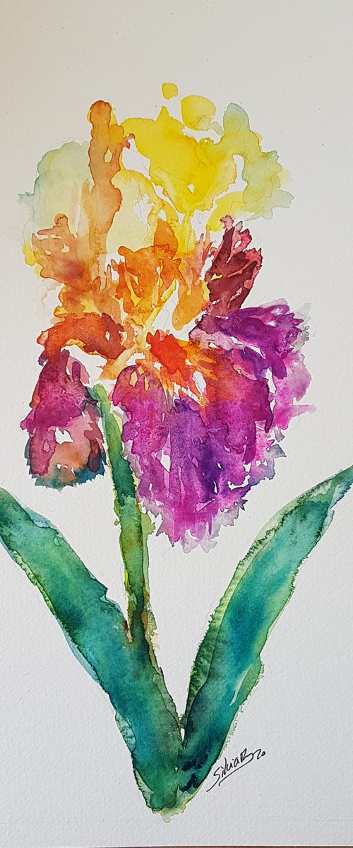 Purple and orange iris by Silvia Flores Vitiello