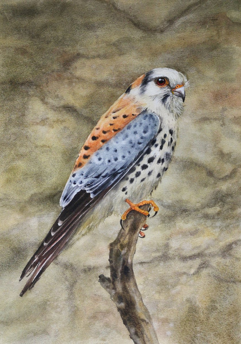 American Kestrel - Sparrow Hawk by Olga Beliaeva Watercolour