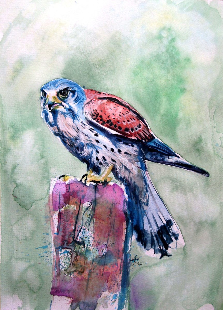 Impressionistic Animal Watercolour By Kovacs Anna Brigitta, 10 X 14", Kestrel, Original Artwork