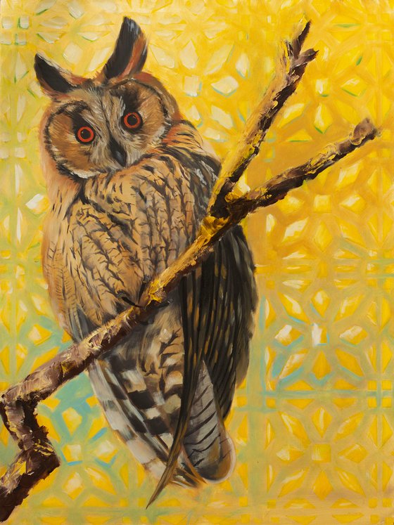 Long-eared Owl