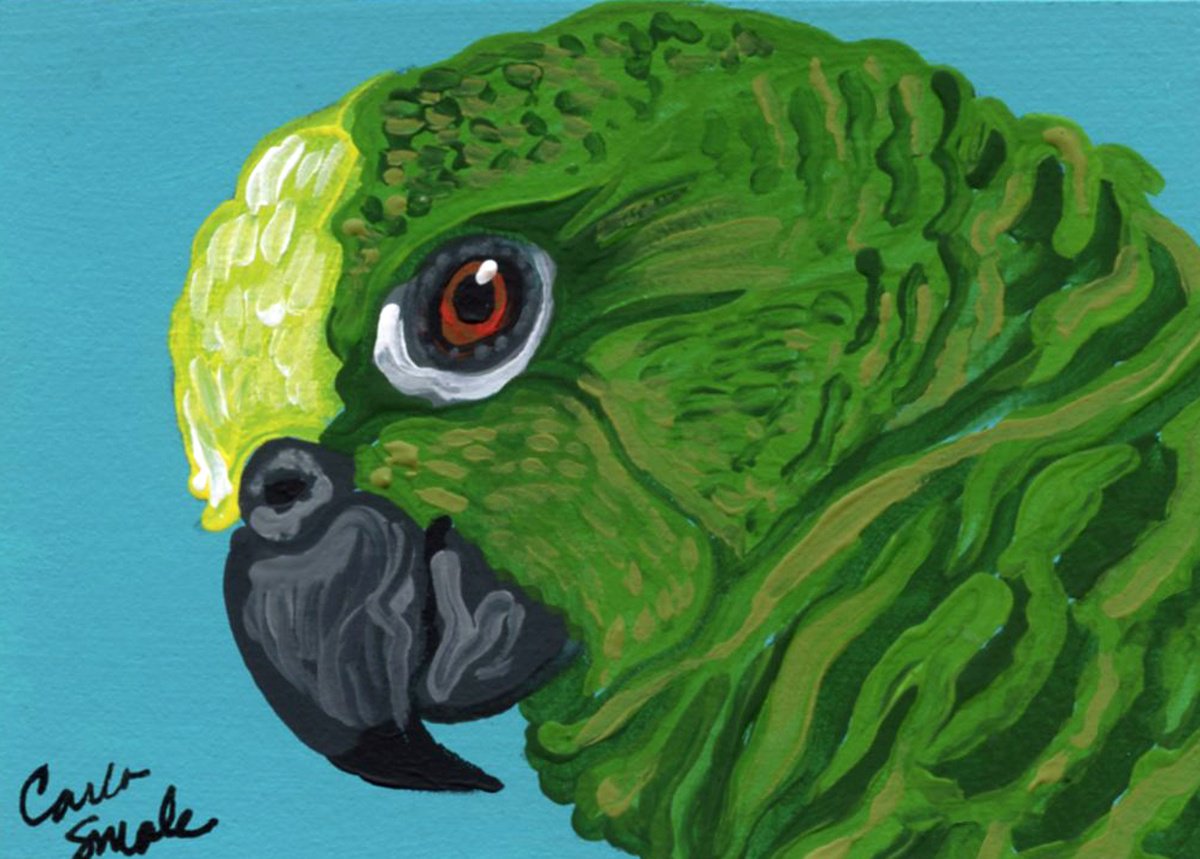 Amazon Parrot by Carla Smale