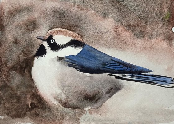 Black-throated bushtitg