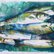 Fish by Olga Pascari
