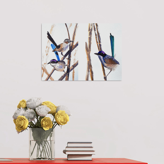 Purple-crowed Fairy-wrens