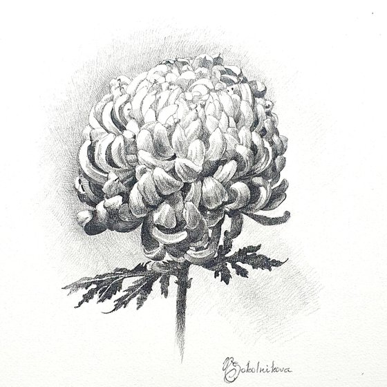 Chrysanthemum