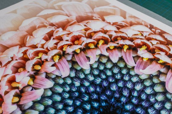 The Still Swirl of Gerbera