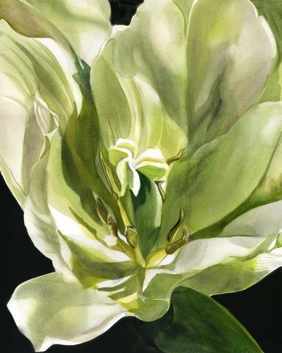 spring green tulip