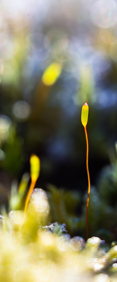 Mossy Awe - with passepartout by Inna Etuvgi
