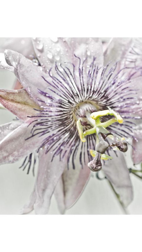 Passion flower by Judith Nicklin