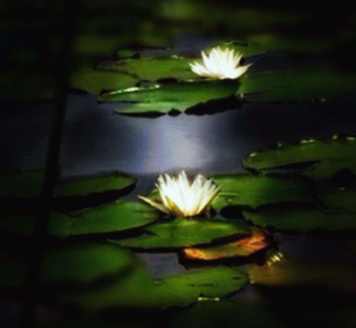 Water Lilies by Alison Maloney