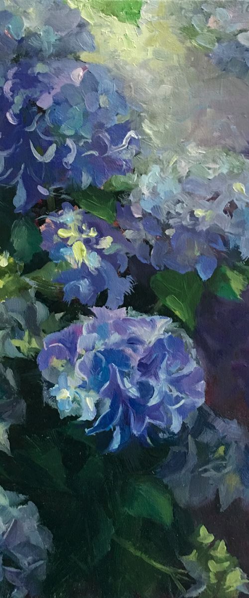 Morning Hydrangeas by Ling Strube