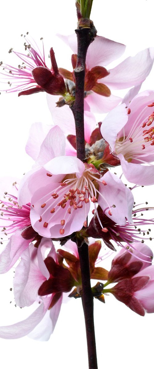 Cherry Blossoms by Nadia Culph