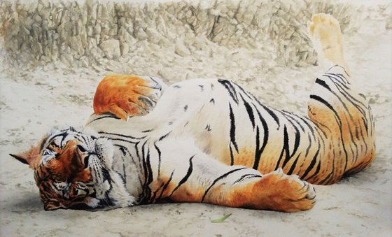Tigers Siesta