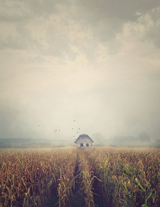 House in corn field