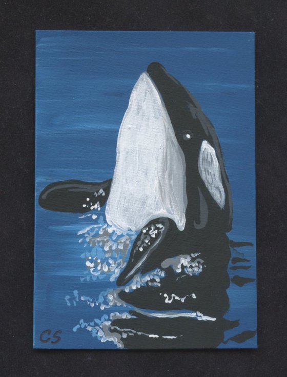 ACEO ATC Original Miniature Painting Orca Killer Whale Marine Wildlife Art-Carla Smale