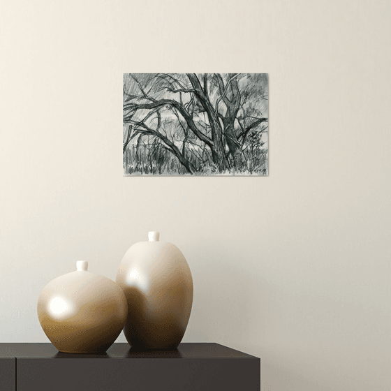 Trees by a pond _27_10_18