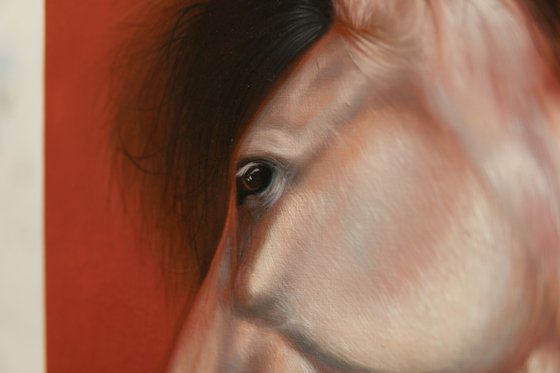 Horse Portrait