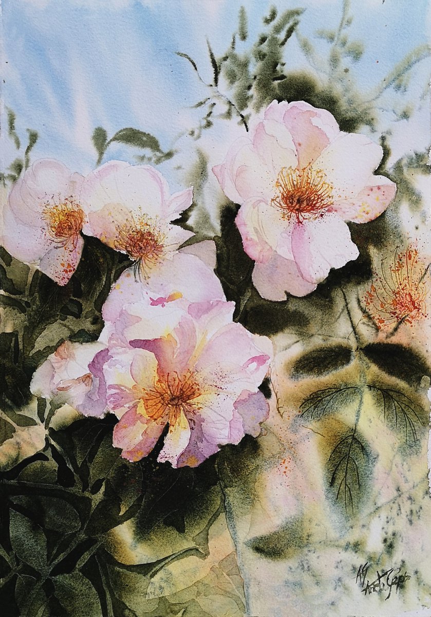 Impressionistic Botanical Watercolour By Aneta Gajos, 14 X 20, Tea Rose, Original Artwork