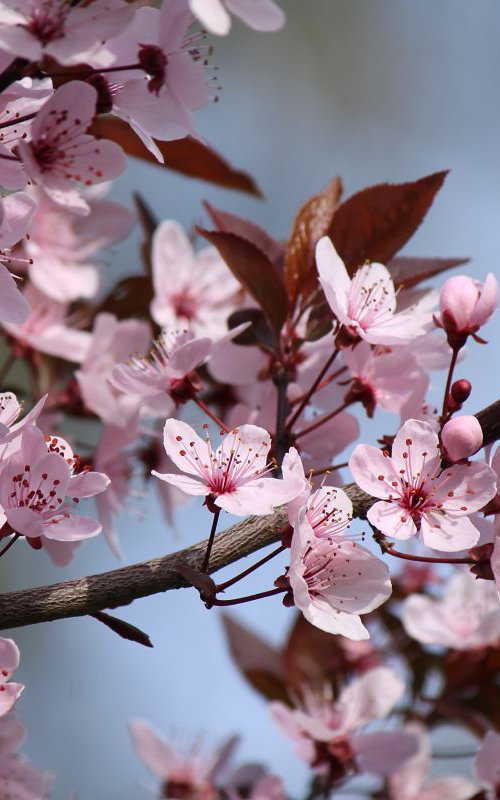 Spring in the air by Sonja  Čvorović