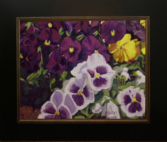 Fancy Pansies