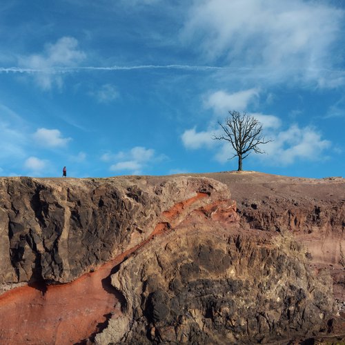 Tree by Jacek Falmur
