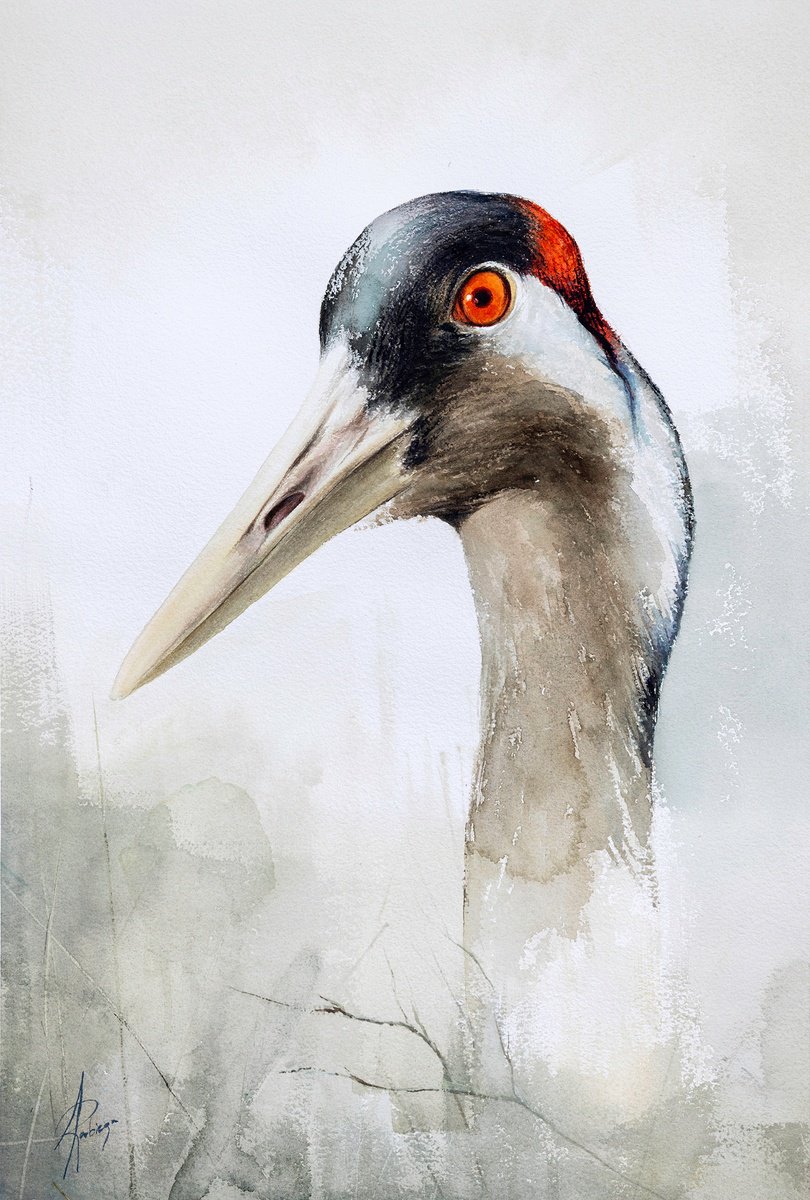 Animal Watercolour By Andrzej Rabiega, 15 X 22, Crane Portrait, Original Artwork